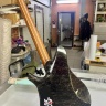 Wing "Constellation"